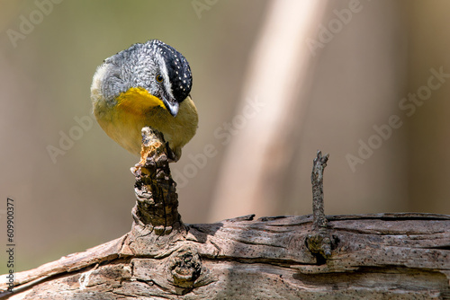 Spotted Pardalote (Pardalotus punctatus) photo