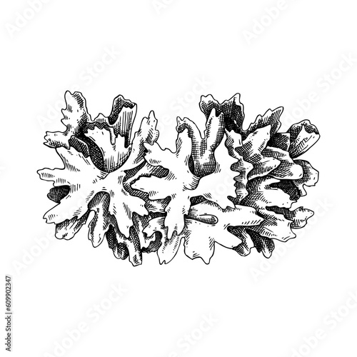 Snow fungus sketch. Edible fungus illustration. Fungal protein, mycoprotein source. Tremella mushroom drawing isolated on white. Healthy food, plant-based meat substitutes design element