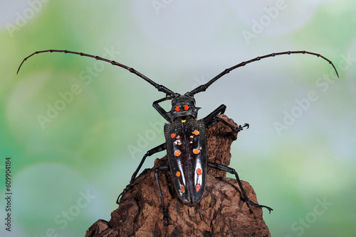 The Longhorn Beetles have long antenna, longer than its body. photo
