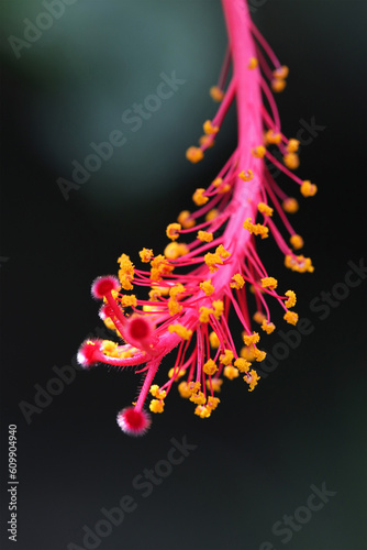 Hibiscus Spider Strands.
Worawari hanging or hanging hibiscus is a close relative of the hibiscus plant. This plant is commonly found in yards, to decorate corners or as a fence component. photo