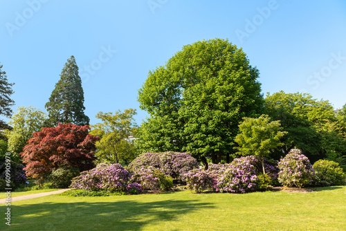 Fototapeta Naklejka Na Ścianę i Meble -  scenic summer impression of blooming trees in the Nero park in Wiesbaden