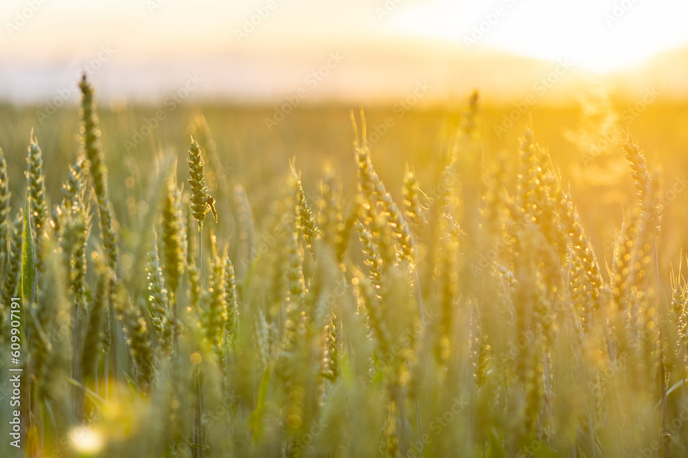 golden wheat field wheat field in sunset