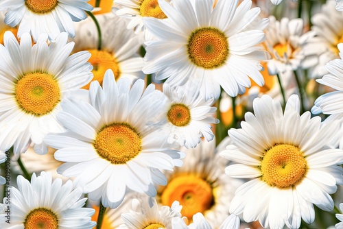 Beautiful daisies seamless pattern. Chamomile flowers in the garden. Generative AI.