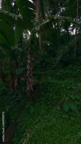 Vertical video. Slow careful flight on jungle rainforest natural Asian exotic palm trees tropical greenery vegetation plant. FPV sport drone shot nature scenery wild environment grass herb fern flora photo