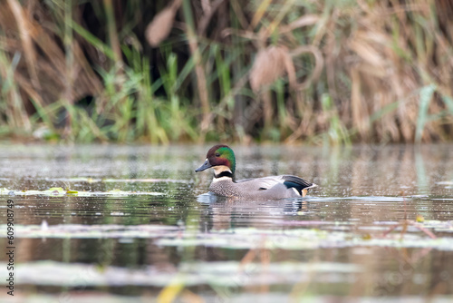 Falcated duck or Mareca falcata observed in Gajoldaba in West Bengal, India