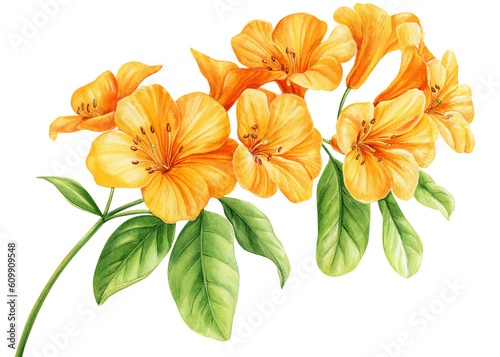 Bright tropical flowers isolated on white background. Botanical painting, watercolor illustrations yellow flowers branch