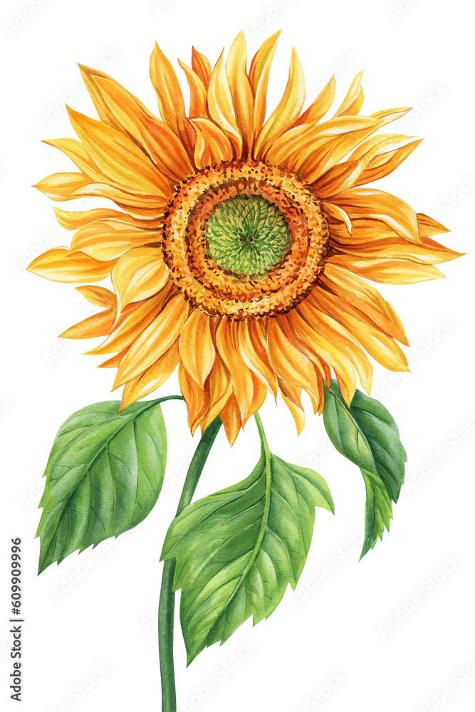 Fototapeta premium Watercolor sunflower isolated on white background. Botanical painting. Yellow flower hand painted illustration