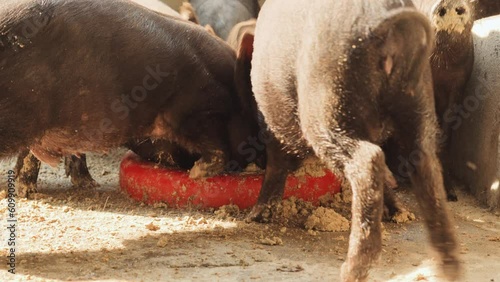 amily of little pig eating together from a red bowl in a farm fighting for food, animal farm close up  photo