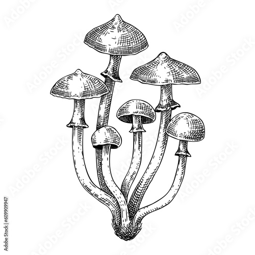 Autumn skullcap mushroom sketch. Poisonous plants drawing isolated on white background. Deadly fungus illustration - Galerina  in vintage style. photo