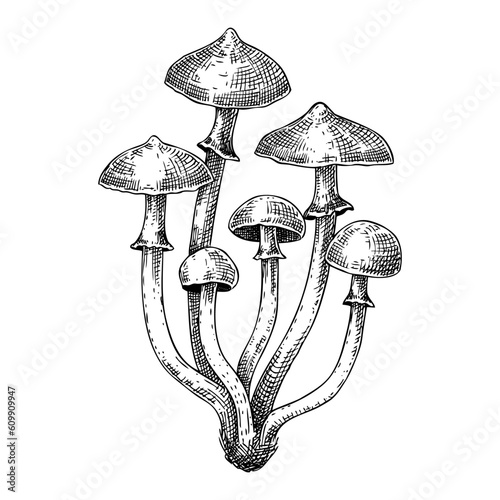 Autumn skullcap mushroom sketch. Poisonous plants drawing isolated on white background. Deadly fungus illustration - Galerina  in vintage style.