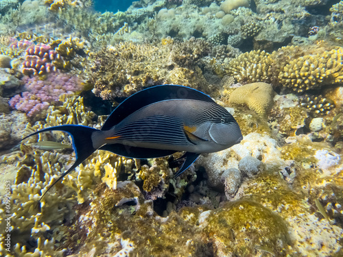 Surgeonfish  red sea coral reef. Egypt