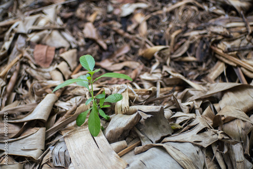 Seedling growth on heap dead leaves