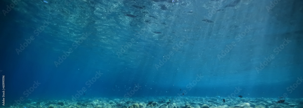 Fototapeta premium seascape panorama underwater flock of fish in the water