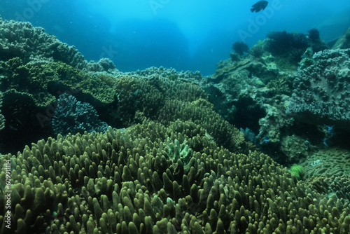 Fototapeta Naklejka Na Ścianę i Meble -  soft coral underwater background reef ocean