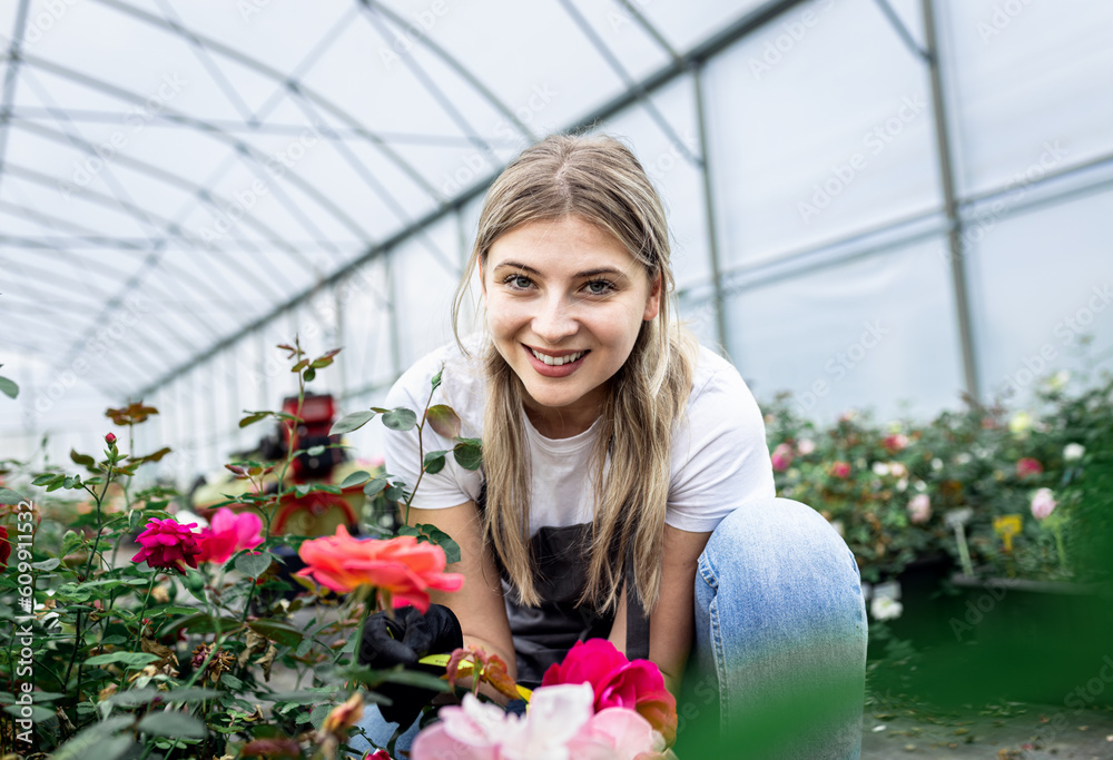 Portrait of female gardener in apron working with roses growing them in the greenhouse.