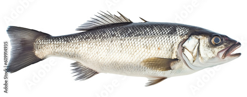 Fresh sea bass fish isolated on transparent or white background, png photo