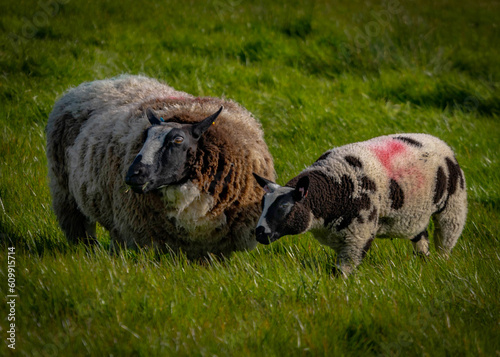 ewe and lamb in pasture