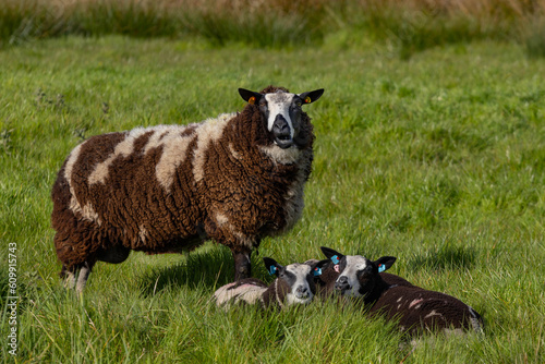 ewe and triplets
