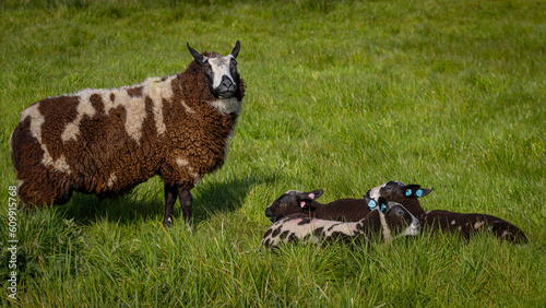 ewe and triplets