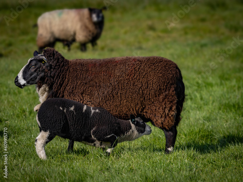 lamb feeding in field