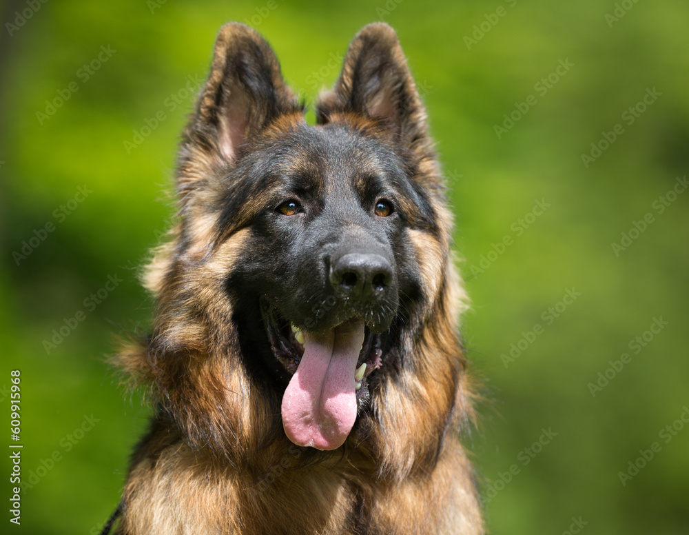 German Shepherd German Shepherd