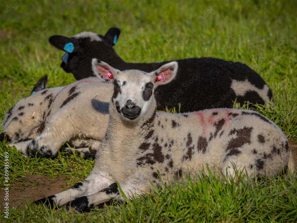 Obraz premium Resting lambs