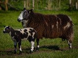 Ewe and lamb in field