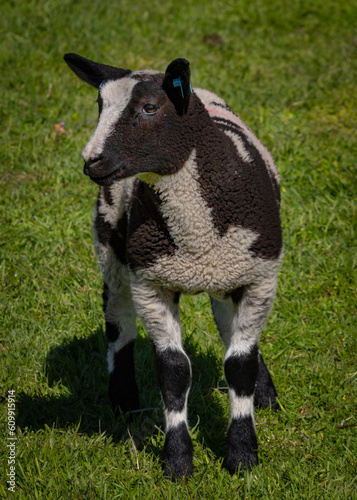 lamb looking for ewe