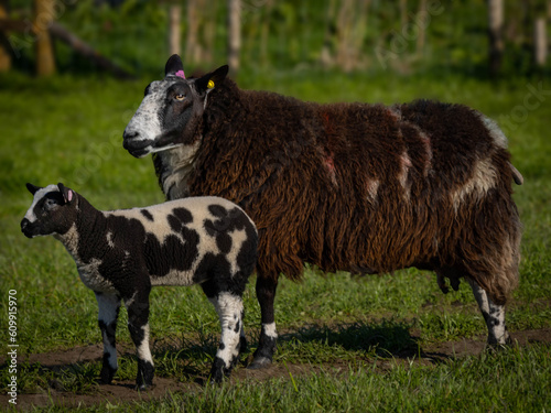 Ewe and lamb in field