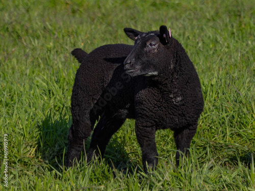 blue texel lamb in pasture