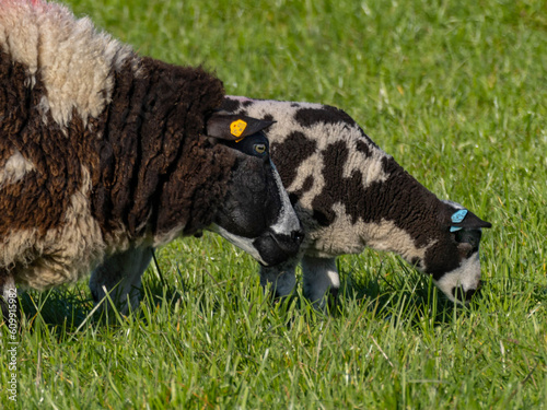 black and white sheep and lamb feeding