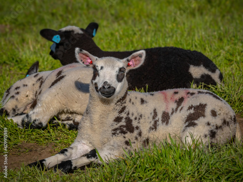 Resting lambs