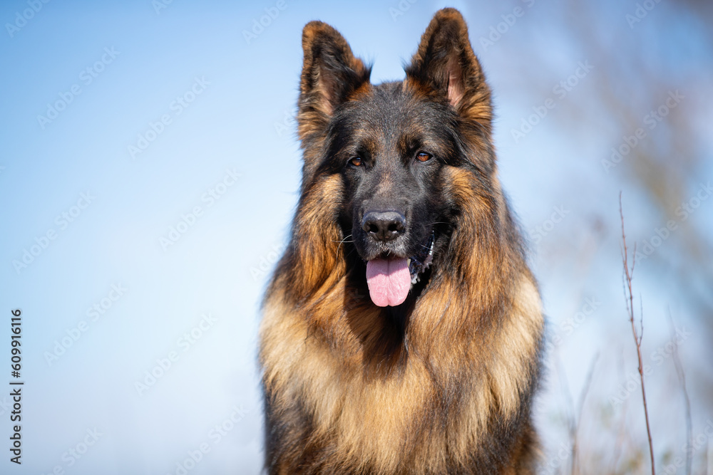 German Shepherd German Shepherd