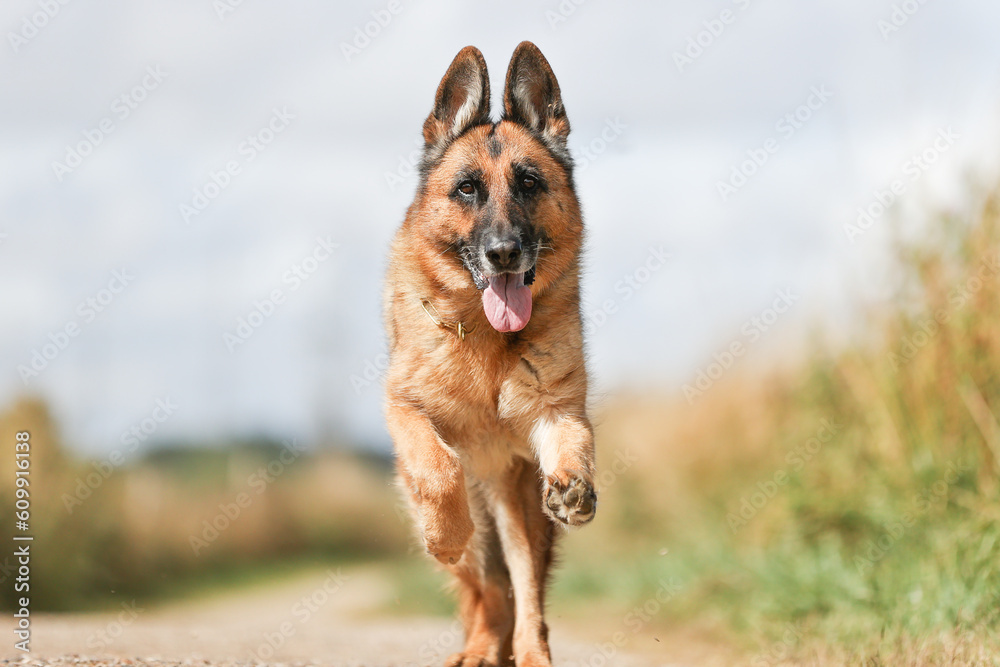 German Shepherd German Shepherd