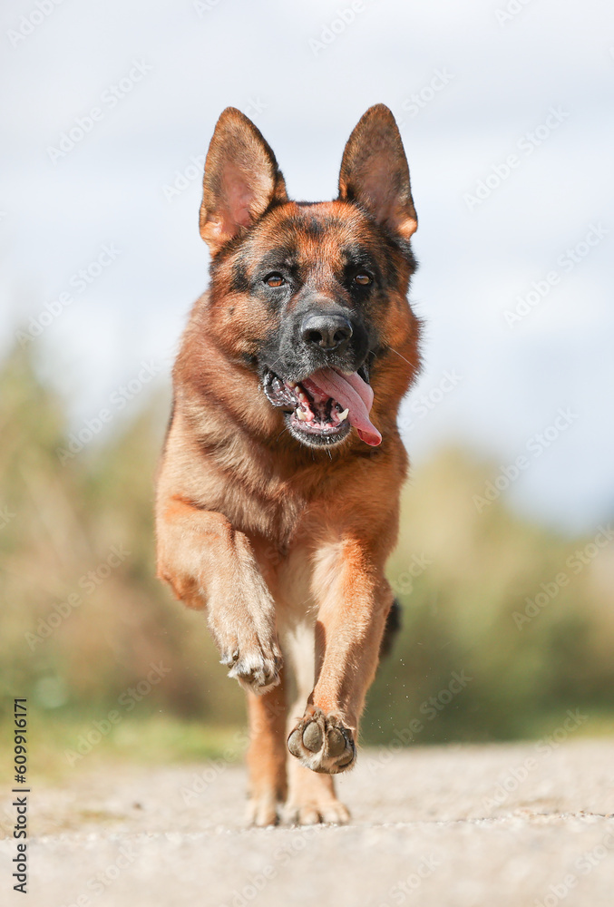 German Shepherd German Shepherd