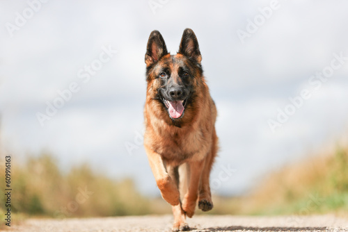 German Shepherd