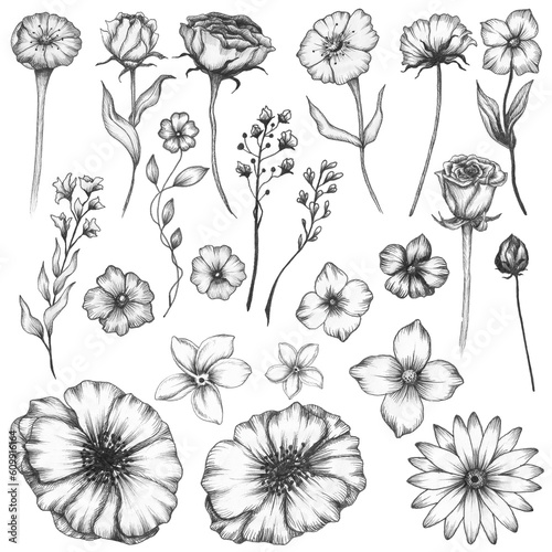Set of Hand-drawn Ink Flowers on an Isolated Background, Floral Line Art, Black and White Flower Drawing, Flowers Collection