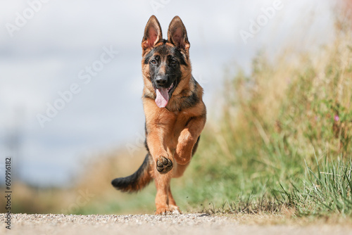 German Shepherd