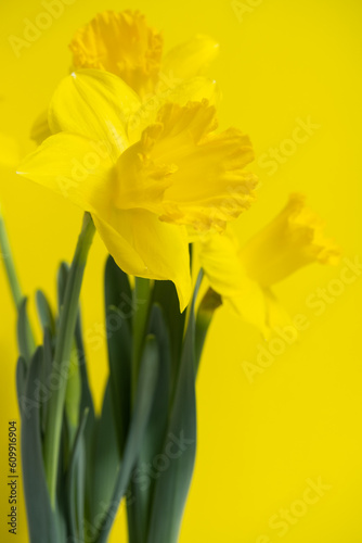 Fototapeta Naklejka Na Ścianę i Meble -  Yellow daffodils on yellow background, bouquet of narcissus flowers, copy space