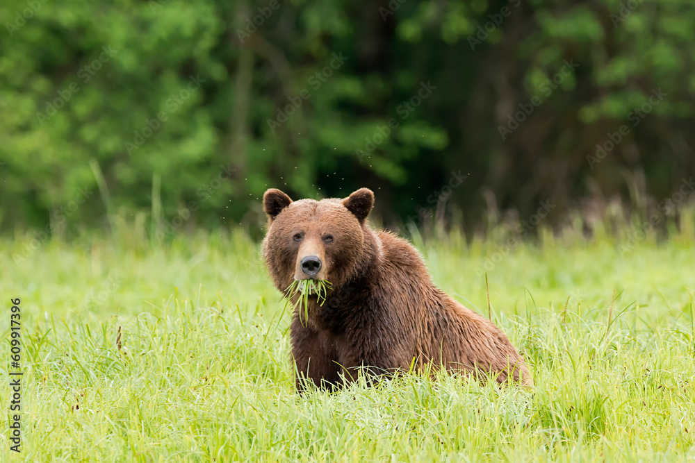 Khutzeymateen Grizzly Bear Sanctuary (Ursus arctos horribilis)