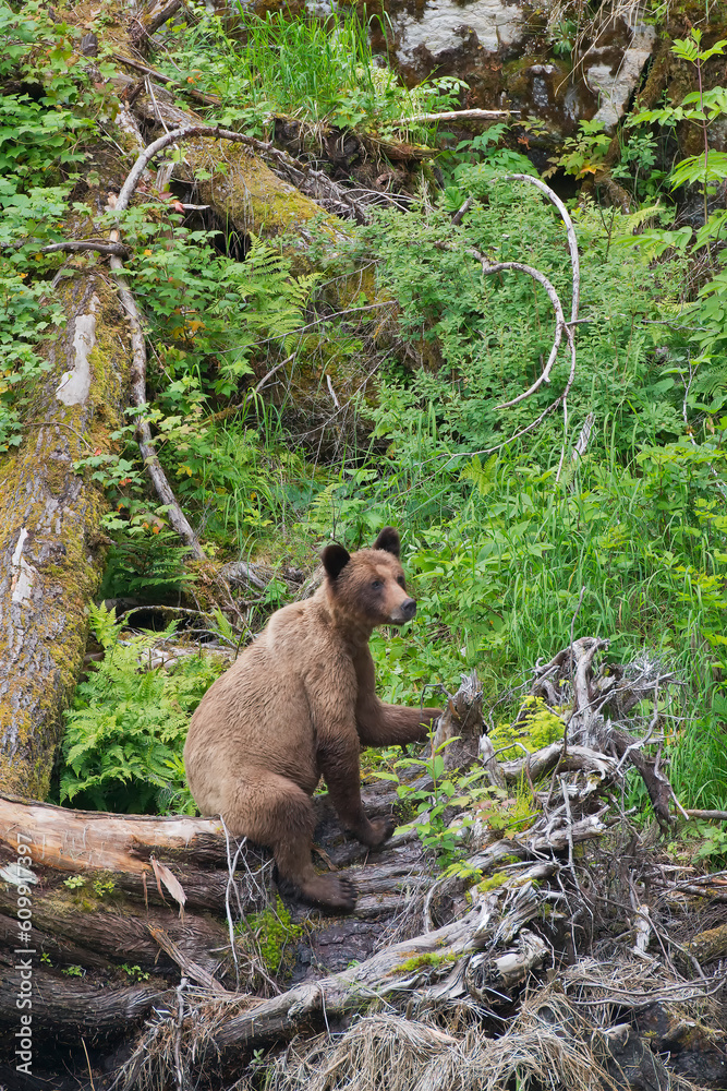 Obraz premium Khutzeymateen Grizzly Bear Sanctuary (Ursus arctos horribilis)