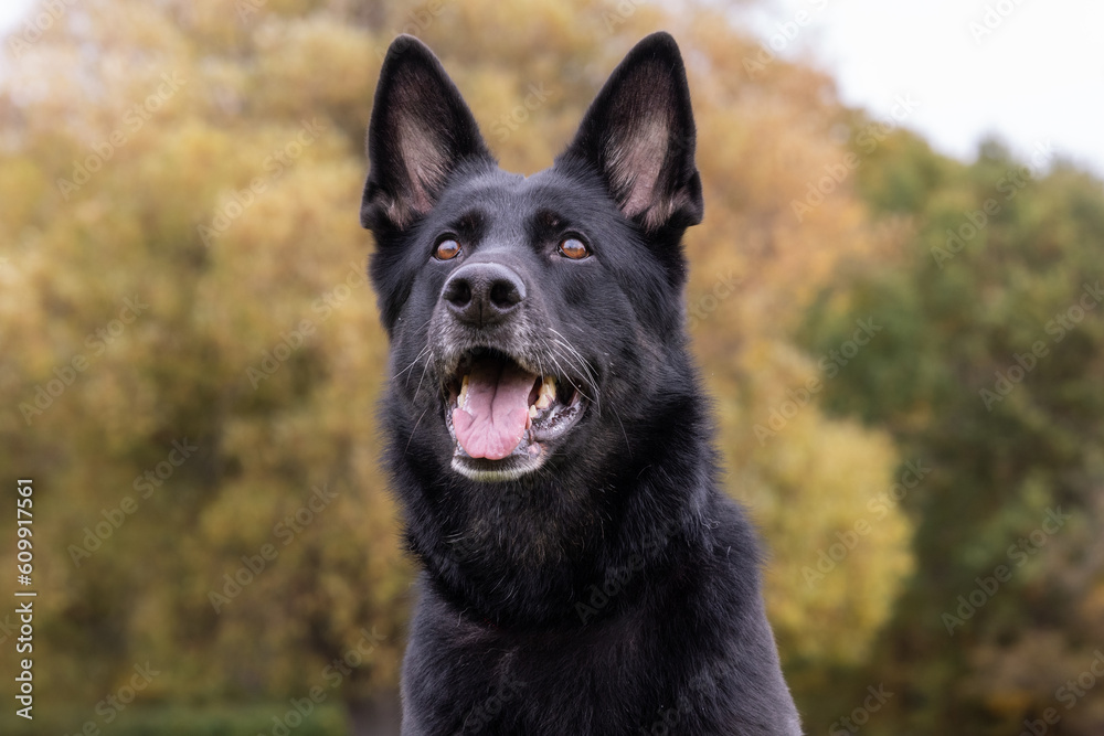 German Shepherd German Shepherd