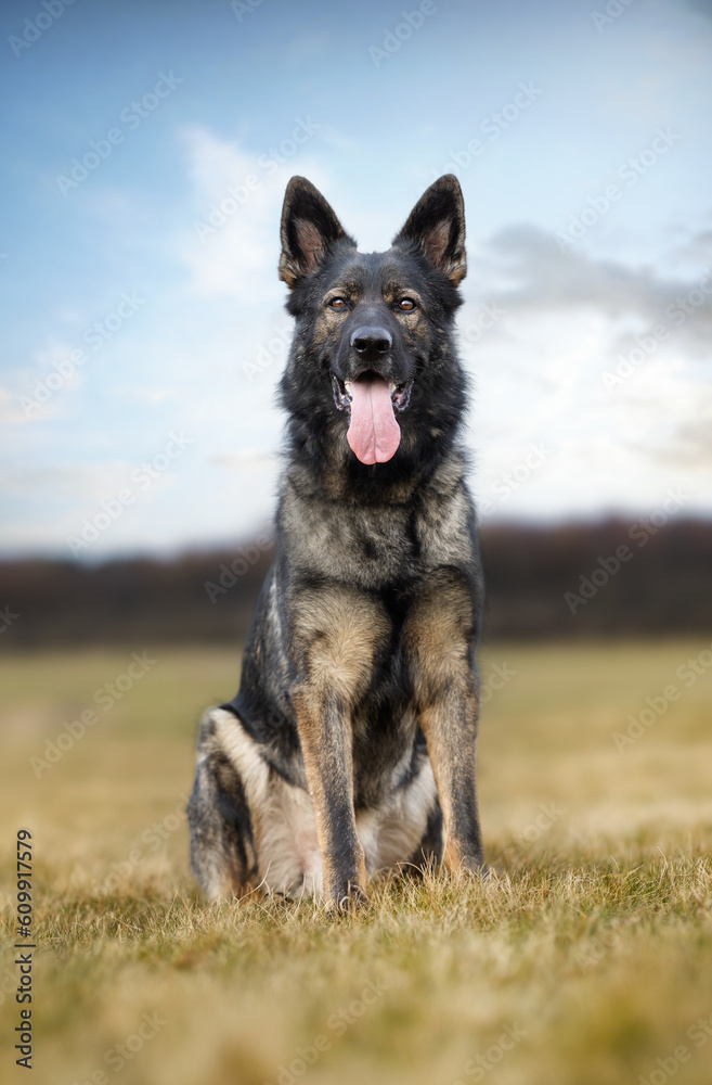 German Shepherd German Shepherd