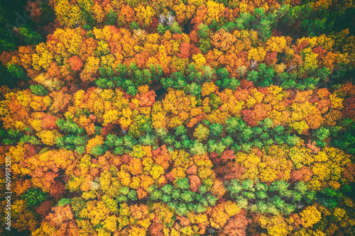 Autumn forest from above © Roxana