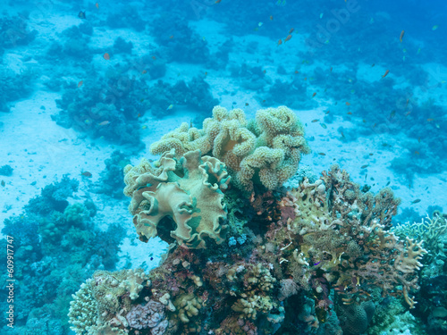 Porites coral or genus of stony coral in the depths of the Red sea, travel concept
