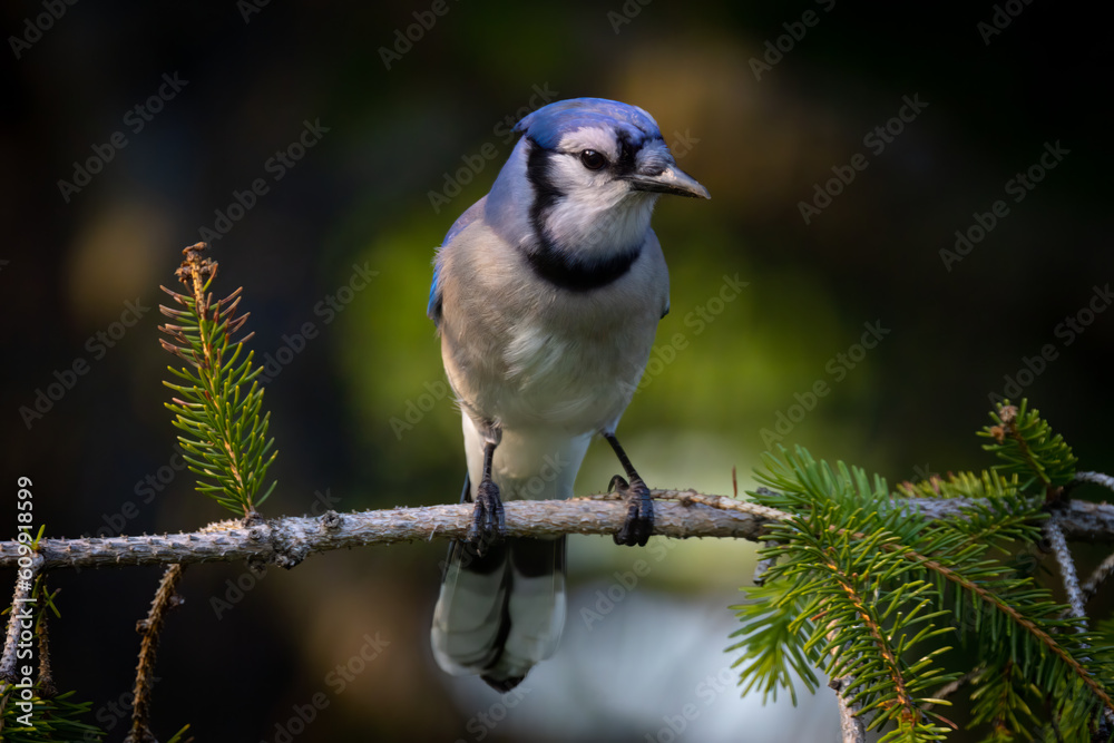 Obraz premium Blue Jay