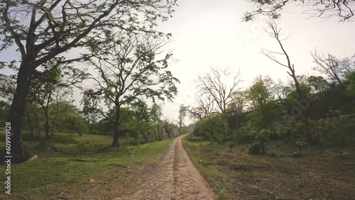 Gypsy safari in a dense forest at evening in forests of Rajaji National park of terai region in Himalayas India photo