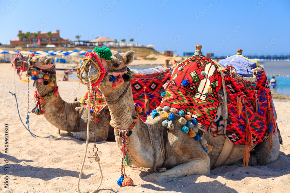 Fototapeta premium Camels on the Red Sea beach in Marsa Alam, Egypt