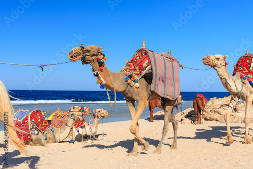 Camels on the Red Sea beach in Marsa Alam, Egypt