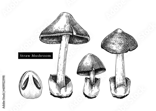 Straw mushroom sketches set. Edible fungus illustrations. Fungal protein, mycoprotein source. Edible mushroom drawing isolated on white. Healthy food and plant-based meat substitutes design element